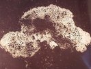 LOOP - Array 1 - LP