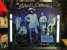 THE BLACK CROWES 
