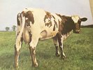 PINK FLOYD ATOM HEART MOTHER HARVEST SHVL 781 A-1G VINYL LP PROG' ROCK