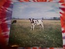 PINK FLOYD The Dark Side Of The Moo TRIXIE RECORDS Mint SCREAMING ABDABS R*A*R*E