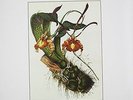 Vi: Flora - Botanist (2014, Vinyl NEW)