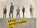 ANIMALS Animals Is Here 7