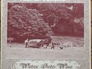 Water Into Wine Band LP Harvest Time