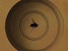 Racker & Orphan - Sounds Of Insects [Vinyl New]