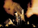 Riot Act [LP] by Pearl Jam (Vinyl, Nov-2002, Epic USA) SEALED