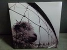 Pearl Jam - Vs LP - 1993 1st Edition Gatefold - Z 53136 EX w/insert
