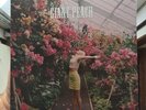 Wolf Alice Giant Peach 7