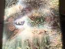 PINK FLOYD A SAUCERFUL OF SECRETS 1969 COLUMBIA SCX 6258 3633/4-1 SUPERB EX+