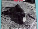 PEARL JAM Who Killed Rudolph? 7