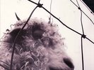 Pearl Jam Same Title 1993 Epic Z 53136 LP Gatefold Inner Sleeve EX