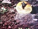 FRANCO BATTIATO Pollution  LP Italian Prog