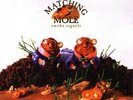 MATCHING MOLE Smoke signals (1972) Robert Wyatt LIVE NEU