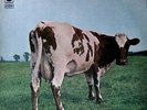 PINK FLOYD ATOM HEART MOTHER  ITALY CO64 04550 VINYL LP NEAR MINT SUPERB COPY