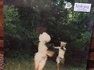 The World Is A Beautiful Place - Harmlessness Violet & White Vinyl 2x LP twiabp