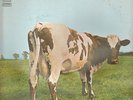 Pink floyd - Atom heart mother