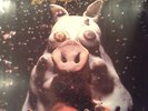 PRIMUS - PORK SODA - 180 GRAM-LP/Vinyl