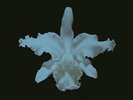 KINGS OF LEON - AHA SHAKE HEARTBREAK - 2 LP, Vinile Doppio 180GR, Nuovo, Sigilla
