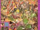 Stone Roses - So Young/Tell Me 12