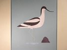 JANSCH, Bert - Avocet (reissue) - Vinyl (LP)