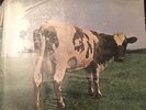 SEALED Original German Harvest Quad- Pink Floyd Atom Heart Mother LP / Aria