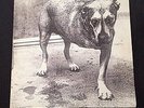 Alice In Chains Record Columbia 1995 2 Vinyl LP Grind Tripod OOP Rare