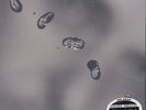 Peter Gabriel, Up 200g Promo LP