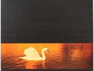 Avalon Sunset  Van Morrison Vinyl Record