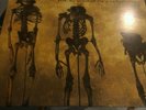Punk Hardcore Crust LP lot