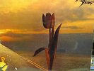 PRETTY THINGS - PARACHUTE - LP 1ST UK PRESSING NO EMI RARE PSYCH PROG LISTEN