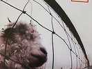 New Music Pearl Jam 