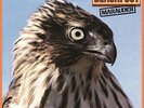 Blackfoot - Marauder