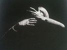 DIVABOLICA - OPERA DIVABOLICA IN BLACK - BECKERS Limited 500 copies COVER ART