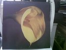 Swans - The Burning World (Vinyl LP on MCA) (Noise Rock) EX