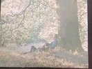 Yoko Ono - Plastic Ono Band LP / Sealed Apple US Pressing (John Lennon, Ringo)
