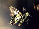 Amon Tobin - Isam [Vinyl New]