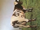 Pink Floyd - Atom Heart Mother
