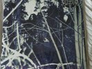 Thou Shalt Suffer - INto The Woods Of Belial Coloured VINYL ( Emperor ) NEU