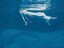 BILL EVANS & JIM HALL-UNDERCURRENT  VINYL NEW