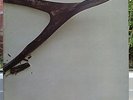 WISHBONE ASH LP Early 1970 UK PRESS MCA Black Label NR MINT TOP AUDIO