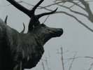 The Mantle by Agalloch 2xLP Gatefold Vinyl Record (2016) Brand New Ships Worldwi