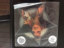 RARE Madonna vinyl 7