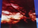 COLOUR HAZE Ewige Blumenkraft