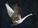 FOY VANCE - WILD SWAN (180GM) NEW VINYL