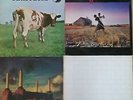 4 LP PINK FLOYD   THE WALL ANIMALS