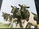 Pink floyd atom heart mother lp