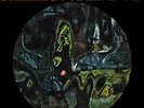 /8016158015744/ Kaleidon - Free Love [Vinile]