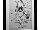 THE CURE+Wish+TOUR+POSTER AD+RARE+ORIGINAL+1992+FRAMED+EXPRESS GLOBAL SHIP