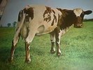 PINK FLOYD ATOM HEART MOTHER 1970 NR MINT COPY LP