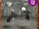 Black Pistol Fire - Don't Wake The Riot LP [Vinyl New] Limited Edition Gatefold