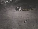 ZORN,JOHN-NAKED CITY  (US IMPORT)  VINYL LP NEW